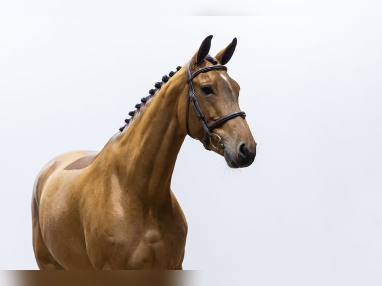 KWPN Mare 7 years 16,1 hh in Waddinxveen