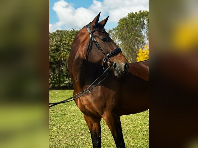 KWPN Mare 7 years 16,2 hh Bay-Dark in Modena