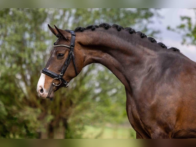 KWPN Mare 7 years 16,2 hh Bay-Dark in Wezup