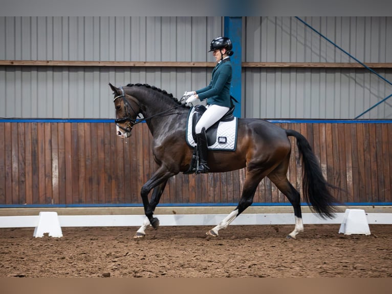 KWPN Mare 7 years 16,2 hh Bay-Dark in Wezup