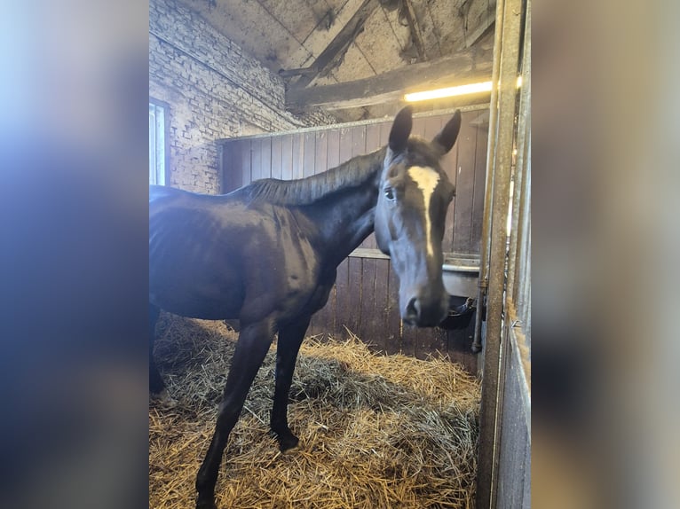 KWPN Mare 7 years 16,2 hh Black in Wuustwezel