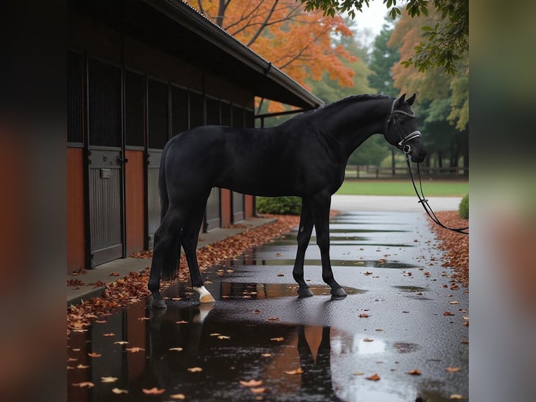 KWPN Mare 7 years 16,2 hh Black in Helv&#xE9;cia