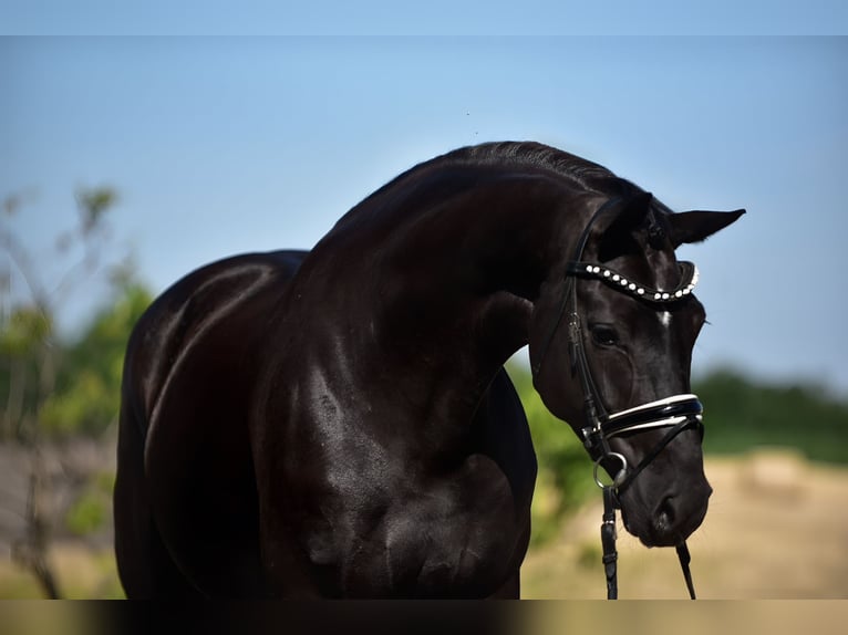 KWPN Mare 7 years 16,2 hh Black in Szarvas