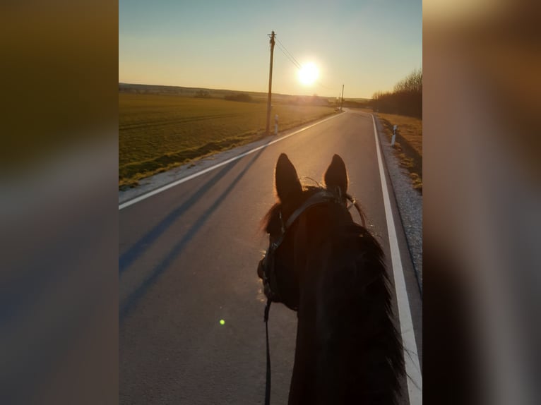 KWPN Mare 7 years 16,2 hh Brown in Wieseth