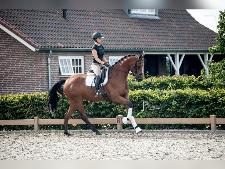 KWPN Mare 7 years 16,2 hh Brown in Goch