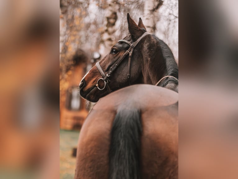 KWPN Mare 7 years 16,2 hh Brown in Dahme