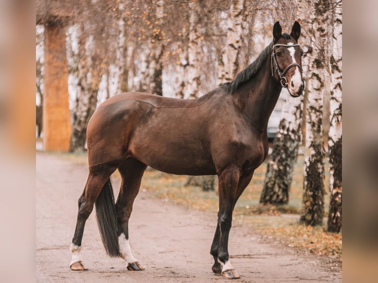 KWPN Mare 7 years 16,2 hh Brown in Dahme