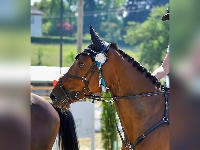 KWPN Mare 7 years 16,2 hh Brown in Burgenland