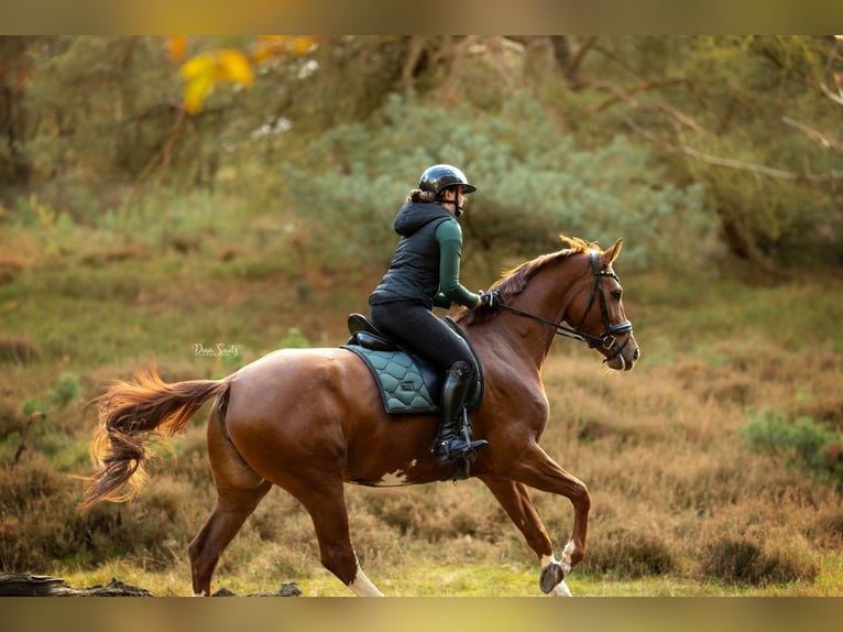 KWPN Mare 7 years 16,2 hh Chestnut in Didam