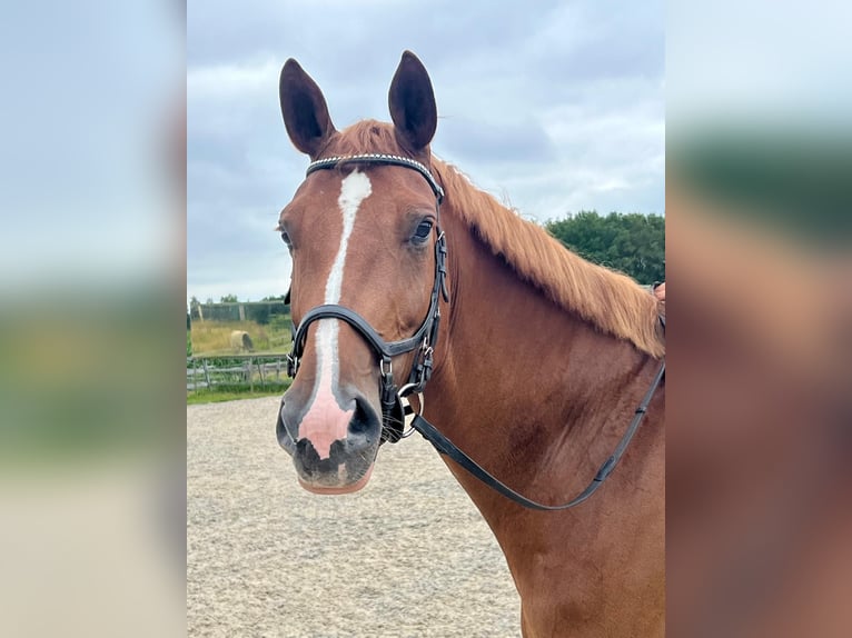 KWPN Mare 7 years 16,2 hh Chestnut-Red in Oosterstreek