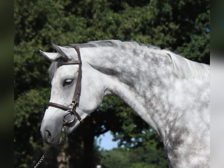 KWPN Mare 7 years 16,2 hh Grey in Holten