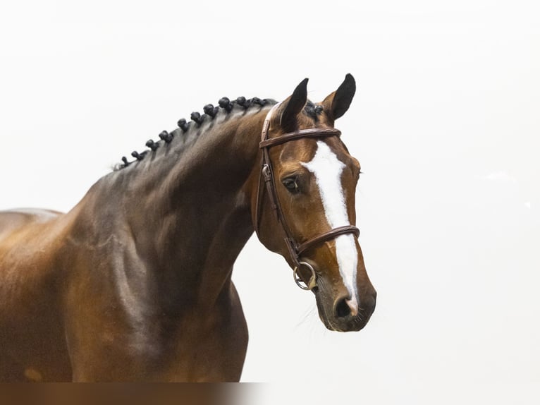 KWPN Mare 7 years 16,2 hh  in Waddinxveen