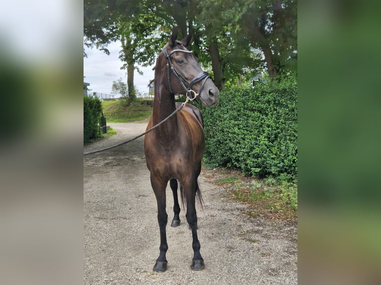 KWPN Mare 7 years 16,3 hh Black in Zuid-Beijerland