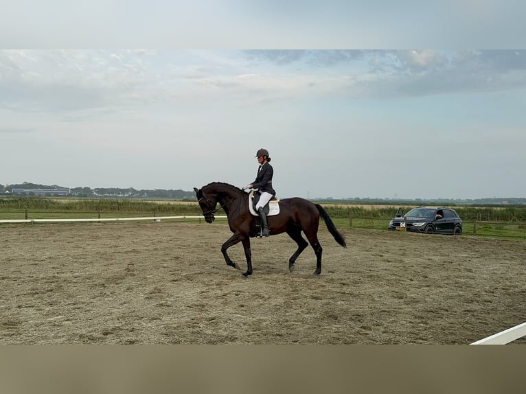 KWPN Mare 7 years 16,3 hh Black in Zuid-Beijerland