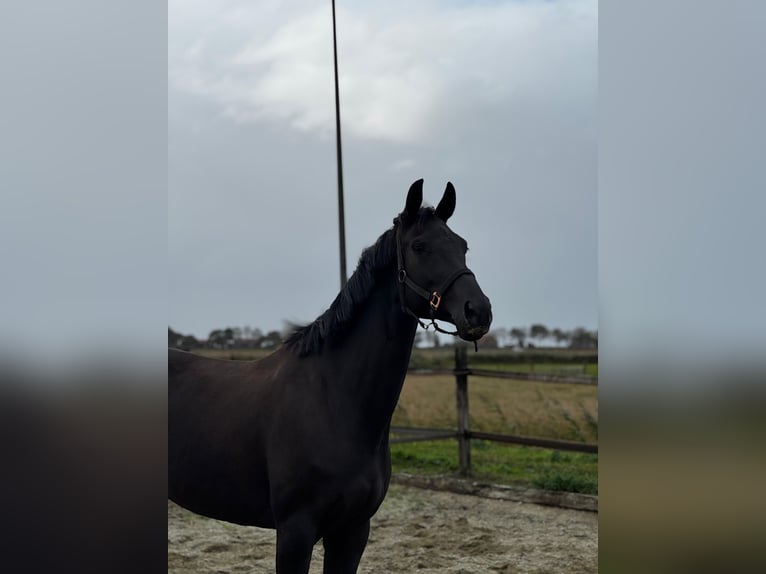KWPN Mare 7 years 16,3 hh Black in Zuid-Beijerland