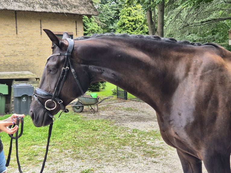 KWPN Mare 7 years 16,3 hh Black in Zuid-Beijerland