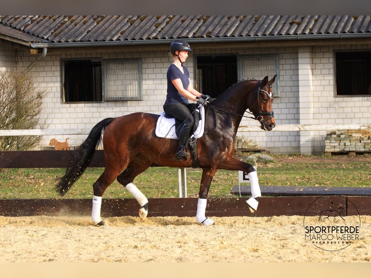 KWPN Mare 7 years 16,3 hh Brown in Rotenburg (Wümme)