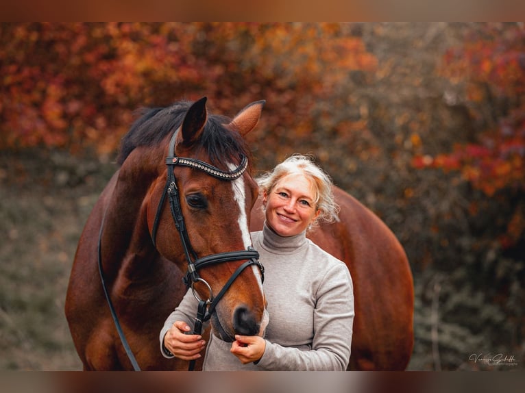 KWPN Mare 7 years 16,3 hh Brown in Rutesheim