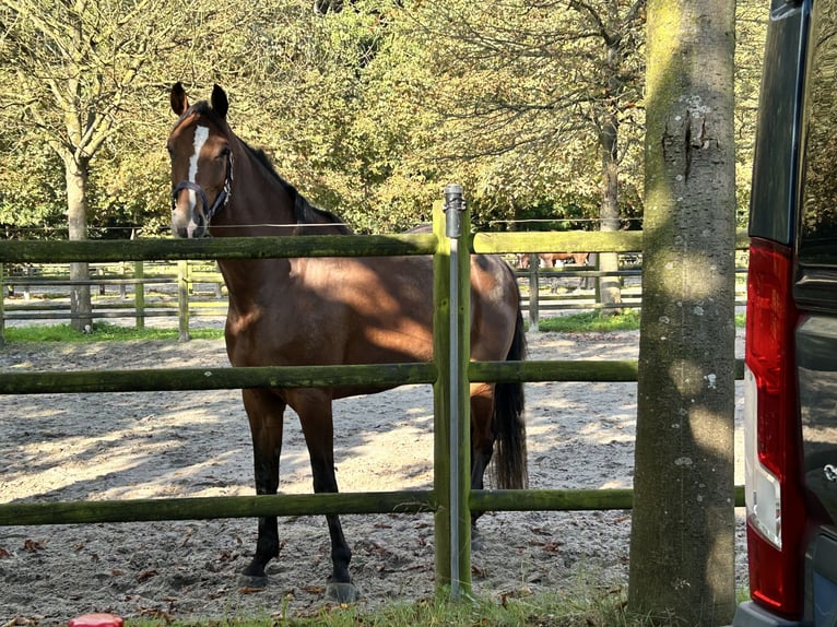 KWPN Mare 7 years 16,3 hh Brown in Rutesheim