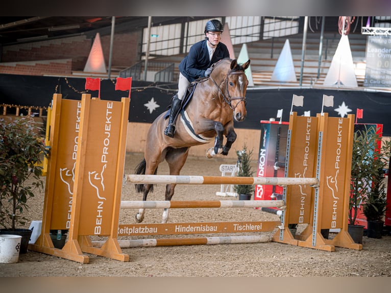 KWPN Mare 7 years 16,3 hh Brown in Schloß Holte-Stukenbrock