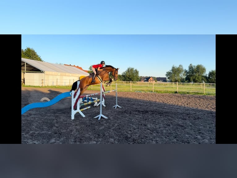 KWPN Mare 7 years 16,3 hh Brown in Schloß Holte-Stukenbrock