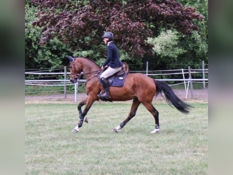 KWPN Mare 7 years 16,3 hh Brown in Schloß Holte-Stukenbrock