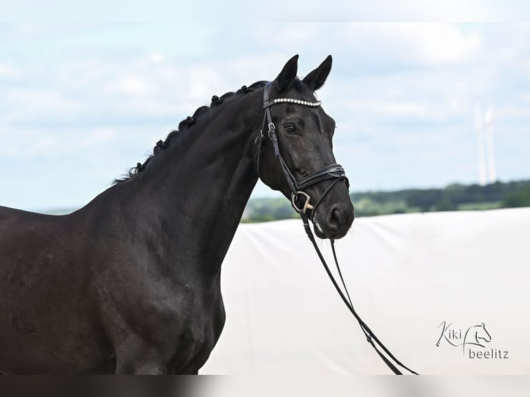 KWPN Mare 7 years 17 hh Black in Königslutter am Elm