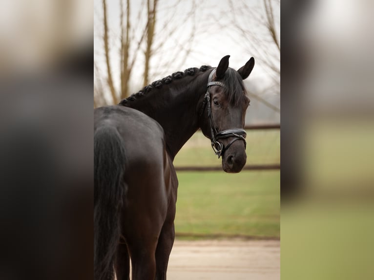 KWPN Mare 7 years 17 hh Black in Moergestel
