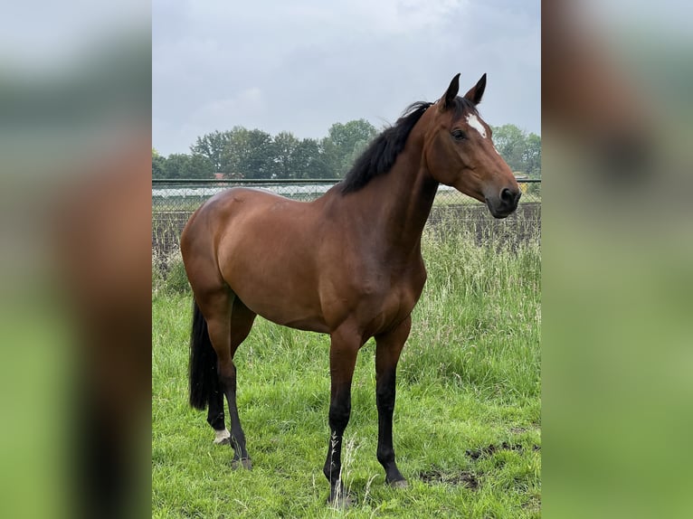 KWPN Mare 7 years 17 hh Brown in De Heurne