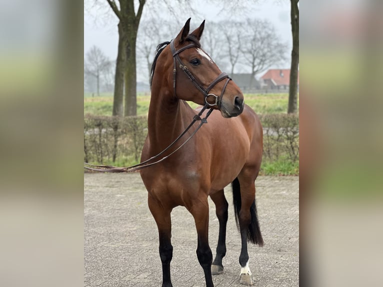 KWPN Mare 7 years 17 hh Brown in De Heurne