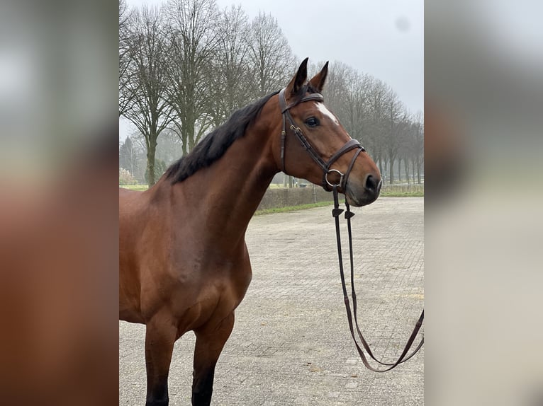 KWPN Mare 7 years 17 hh Brown in De Heurne