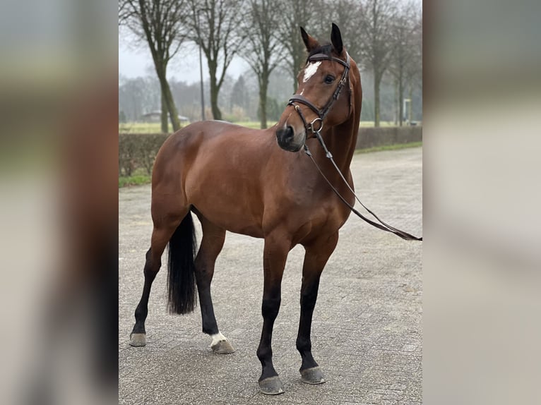 KWPN Mare 7 years 17 hh Brown in De Heurne