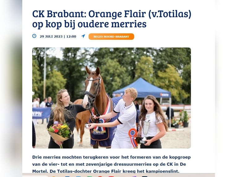 KWPN Mare 7 years 17 hh Chestnut-Red in Wijchmaal