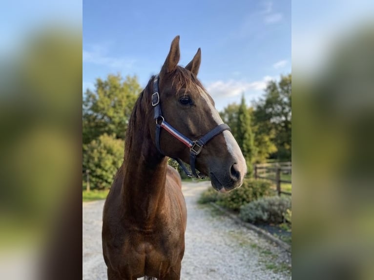 KWPN Mare 7 years 17 hh Chestnut-Red in Wijchmaal