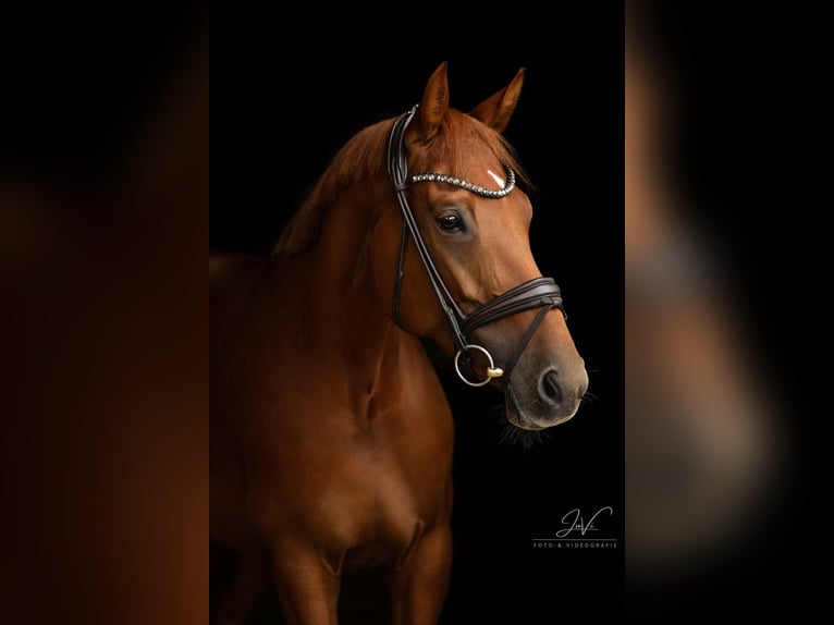 KWPN Mare 7 years 17 hh Chestnut-Red in Velbert