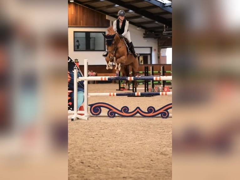 KWPN Mix Mare 7 years 17 hh Chestnut-Red in Laren
