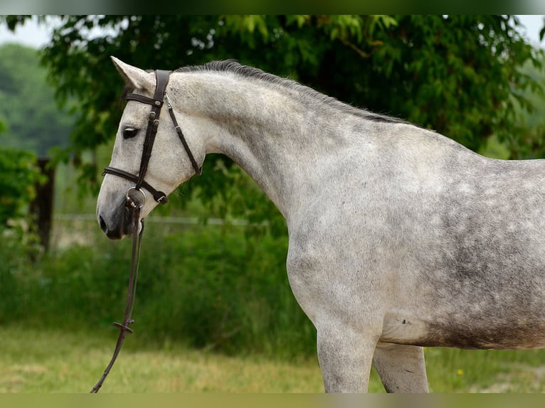 KWPN Mare 7 years 17 hh Gray in Siedleczek