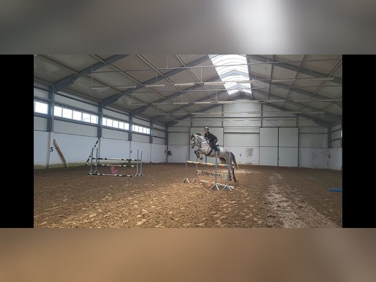 KWPN Mare 7 years 17 hh Gray in Siedleczek