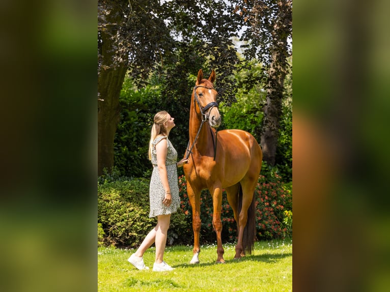 KWPN Mare 7 years 17,1 hh Chestnut-Red in Heerle