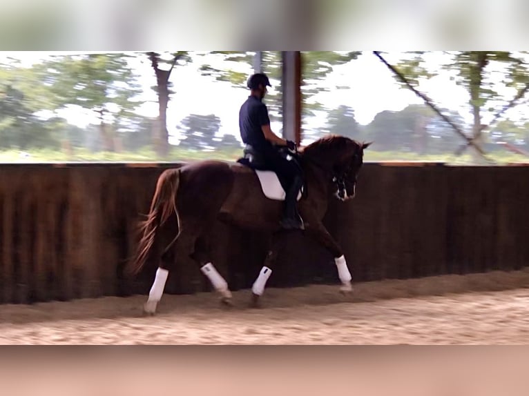 KWPN Mare 7 years 17,1 hh Chestnut-Red in Neeritter