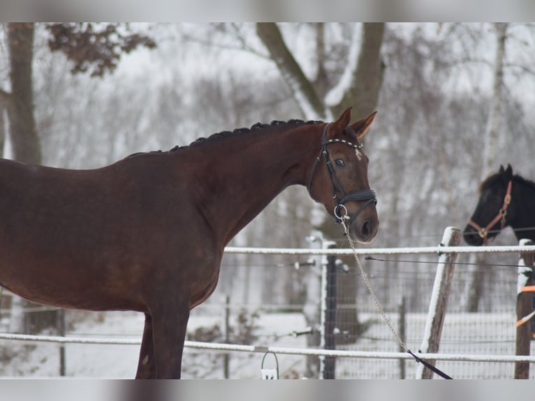 KWPN Mare 7 years 17,1 hh Chestnut in Beilen