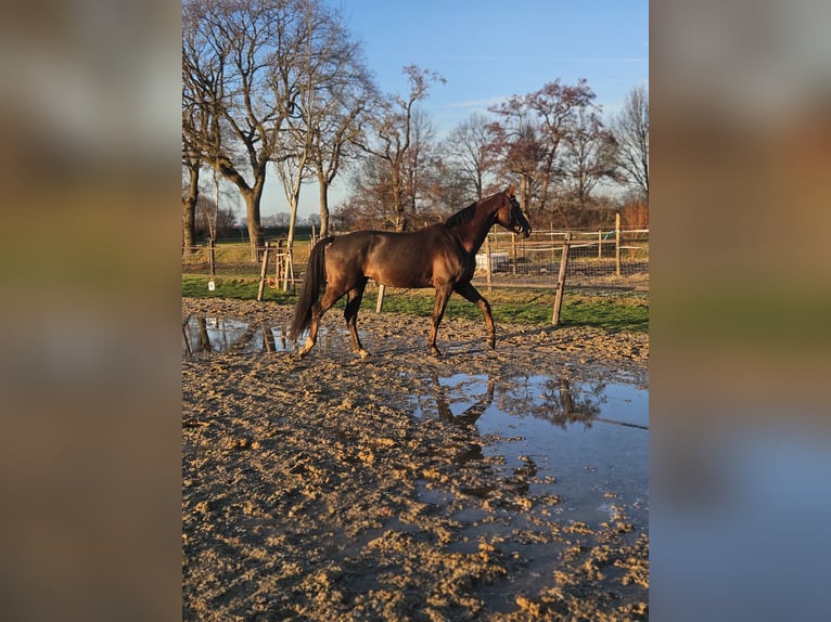 KWPN Mare 7 years 17,1 hh Chestnut in Beilen