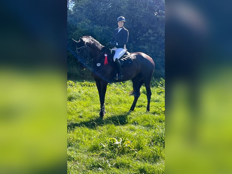 KWPN Mare 7 years 17,2 hh Smoky-Black in Buchholz (Westerwald)