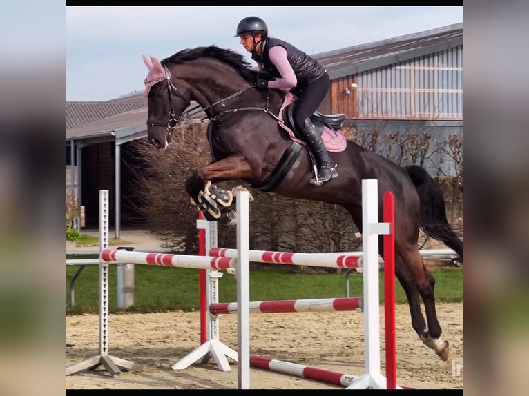 KWPN Mare 7 years 17,2 hh Smoky-Black in Buchholz (Westerwald)