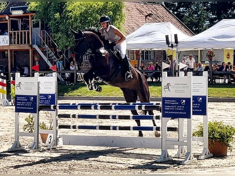 KWPN Mare 7 years 17,2 hh Smoky-Black in Buchholz (Westerwald)