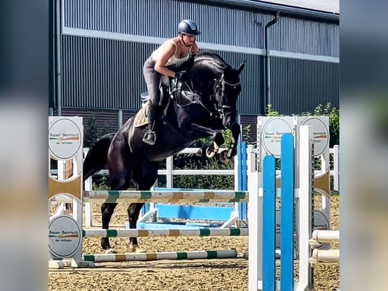 KWPN Mare 7 years 17,2 hh Smoky-Black in Buchholz (Westerwald)