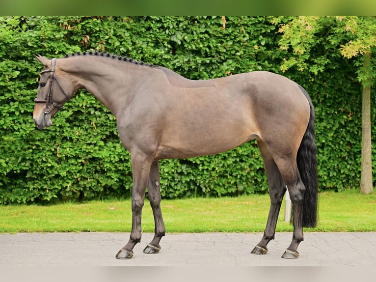KWPN Mare 7 years Bay-Dark in Bladel