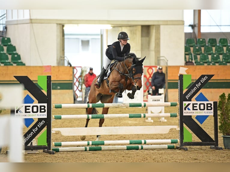 KWPN Mare 7 years Brown in Schiedlberg