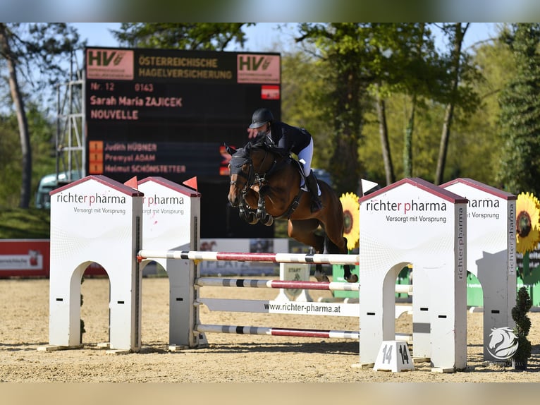 KWPN Mare 7 years Brown in Schiedlberg