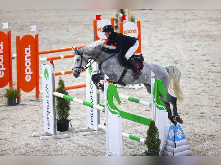 KWPN Mare 7 years Grey in St. Josefen